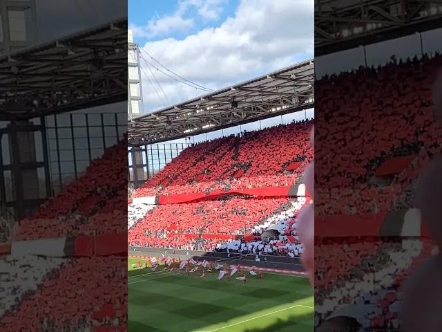 75 Jahre 1.FC Köln️ #effzeh #stadion #effzeh1948