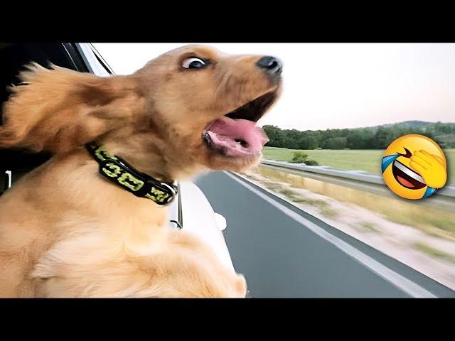 Funniest Animal Videos 2024  - Funny Cats And Dogs Videos 