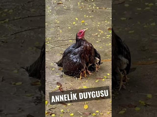 Anne olmak hissetmek o duygu her canlıda vardır..