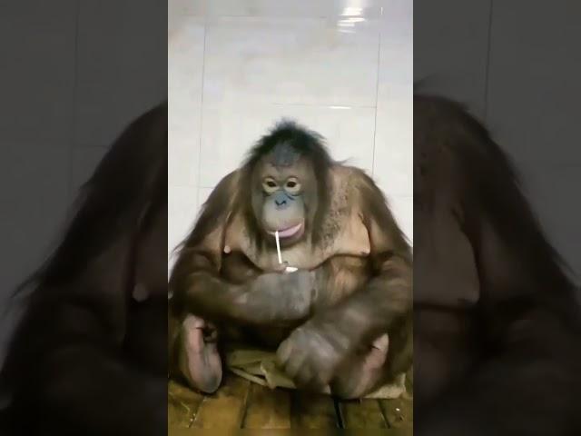 Chimpanzee drinking juice || World of animals || Wildlife #chimpanzee #animals #wildlife  #shorts