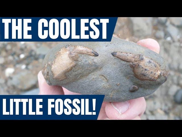 Fossil hunting: I find the coolest little crab fossil