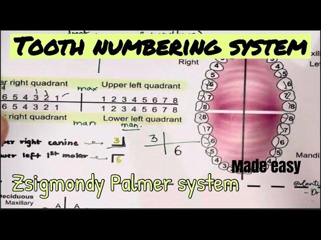 TOOTH NUMBERING SYSTEM || Zsigmondy Palmer system || Dental anatomy