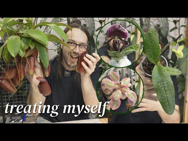 ️winter holiday planty treat, new orchids, begonia, episcia & more 