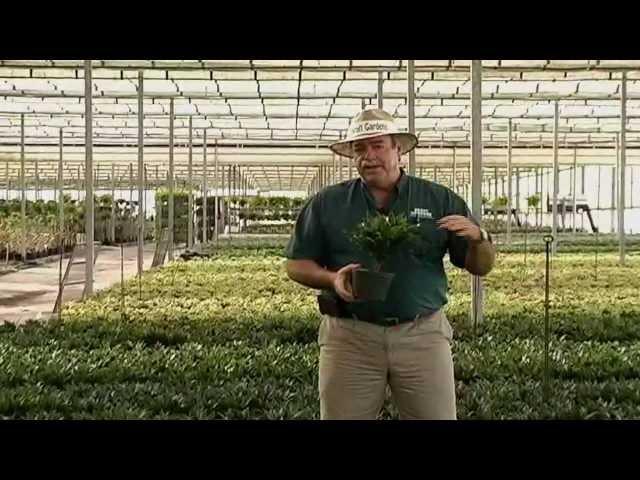 Dracaena Deremensis Care Instructions.avi