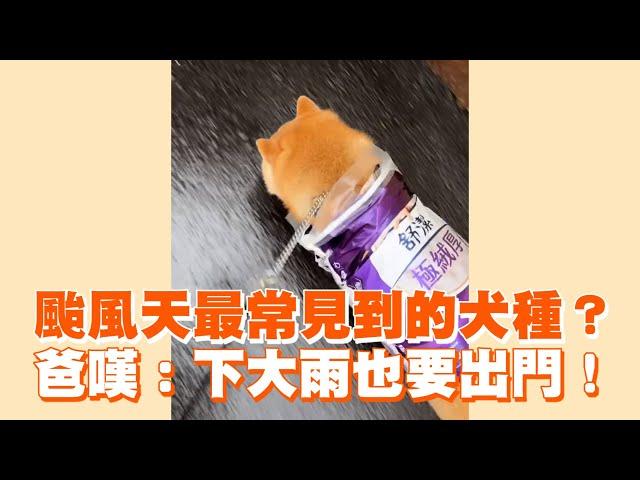 颱風天最常見到的犬種？　柴犬爸嘆：下大雨也要出門！｜寵物動物｜柴柴