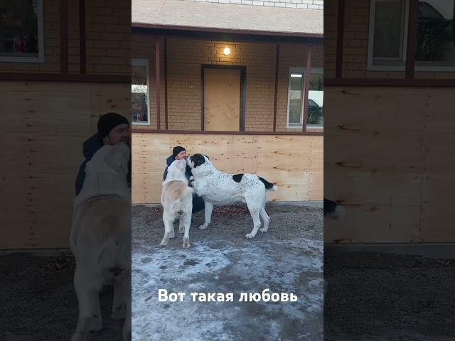 Бугай Алабай.Вот такая любовь