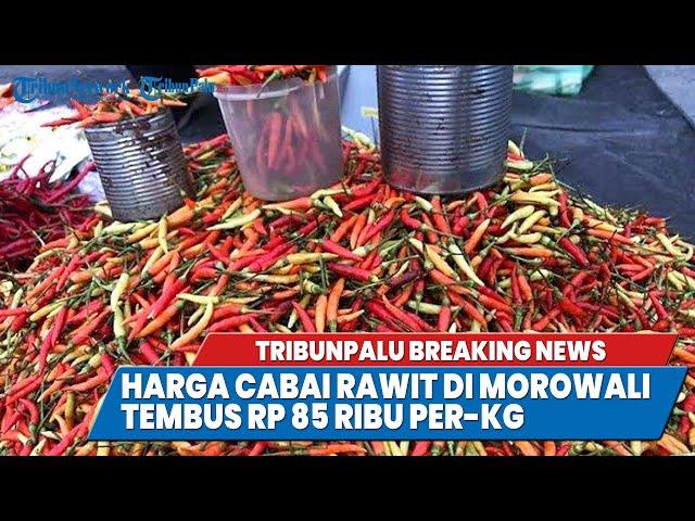 TRIBUNPALU BREAKINGNEWS : HARGA CABAI RAWIT DI MOROWALI TEMBUS RP 85 RIBU PER-KILOGRAM