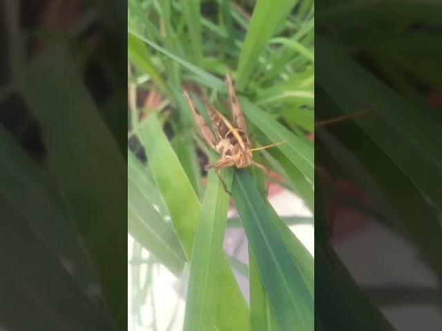 #musician #insects #修行即修心 #禅意生活 #music #心灵感悟 #memes #开悟人生