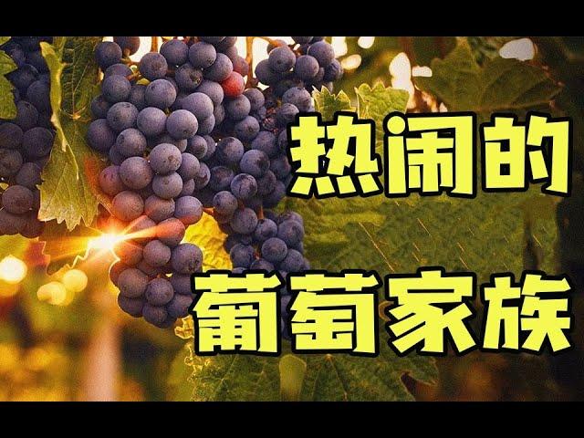 在野外能看到各种漂亮的葡萄科果实，但我们一般都不敢吃？|中科院|格致論道|科學科普|知識科普|中科院SELF講壇|#葡萄科#酿造葡萄#葡萄科植物#葡萄#葡萄品种