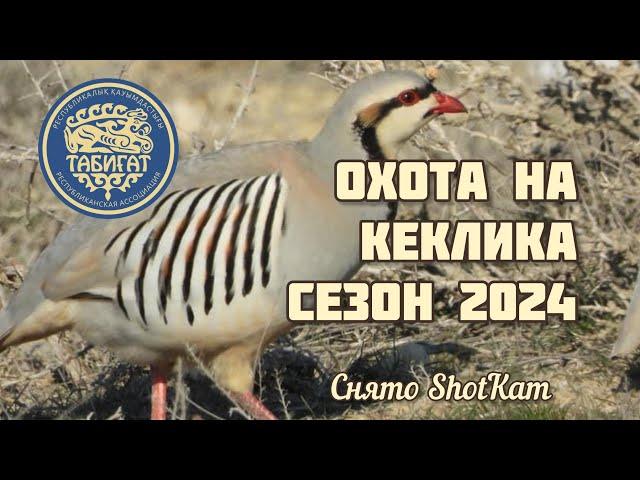 Охота на каменную куропатку в горах . Сезон 2024 !