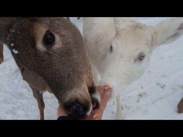 Feeding Albino Deer