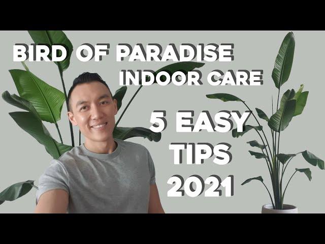 Bird of Paradise Indoor Care | 5 Easy Care Tips | Strelitzia Nicolai & Reginae Plant Tips