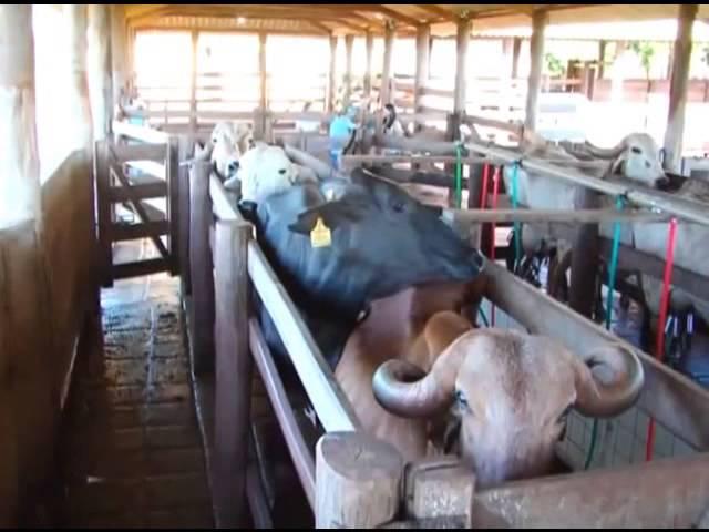 Zebu Da  vaca sagrada à genética avançada