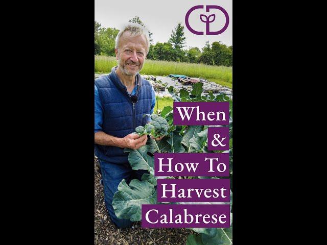Calabrese or green sprouting broccoli, best stage to harvest and why