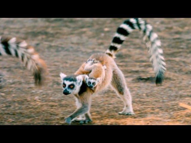 Exploring the 'Island of Lemurs: Madagascar'