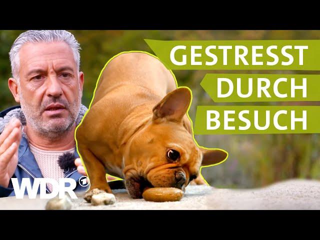 So lernt der Hund, Grenzen zu respektieren | Hunde verstehen | S05/E01 | WDR