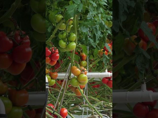 The Secrets of Growing Perfect Hydroponic Tomatoes Revealed