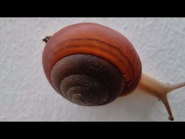 Chill Snail |  Be like a Snail Never  get tired crawling | Relax Melody