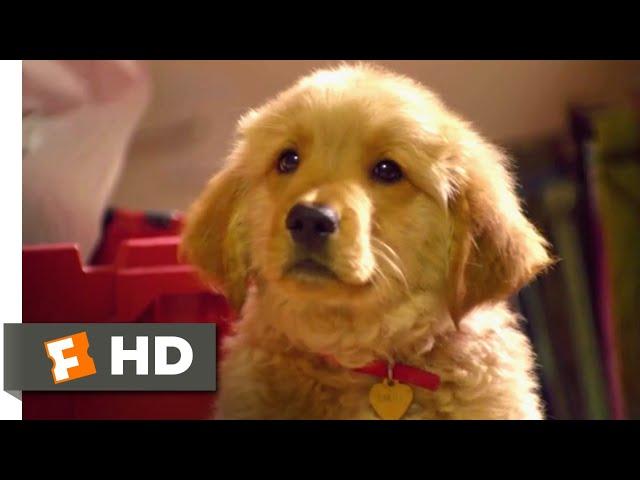 Golden Winter (2012) - Puppies Playing Tag Scene (1/10) | Movieclips