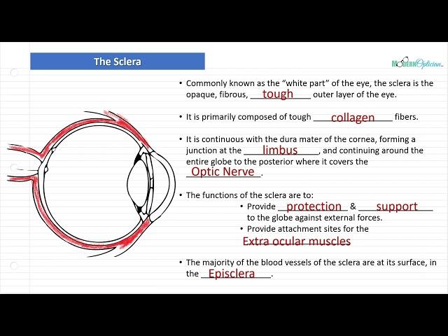 Optician Training: The Sclera (Ocular Anatomy Lecture 4)