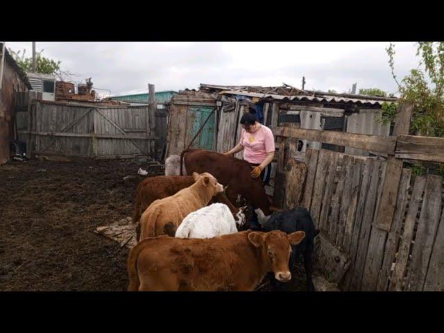 Жизнь в деревне   птица/сыр домашний/огород/