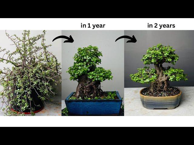 Making Thick Trunk Bonsai from Jade Plant | in 2 Years | Pruning | Repotting | Portulacaria Afra