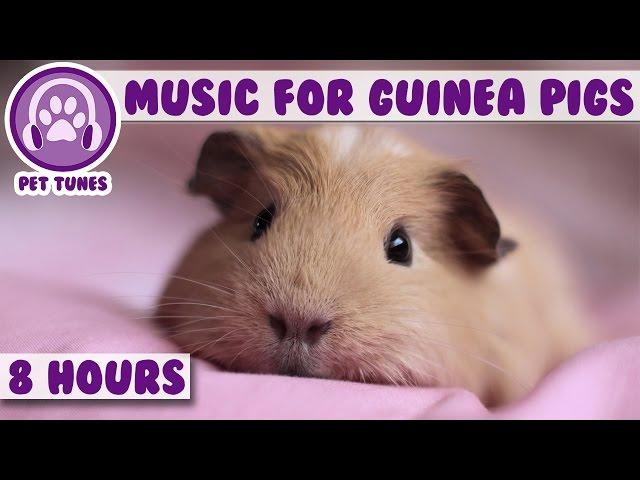 8 Hour Music Video for Guinea Pigs! Natural Stress and Anxiety Relief for Guinea Pigs!