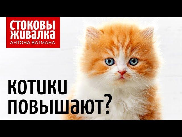 Котики повышают просмотры и продажи? Антон Ватман отвечает на вопросы о стоках.