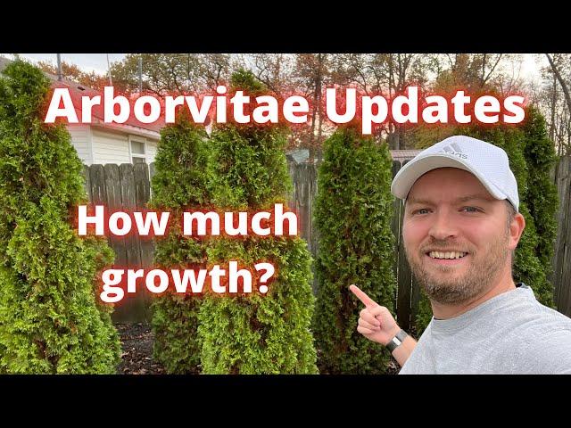 How fast do arborvitaes grow? Arborvitae updates 1 year later.