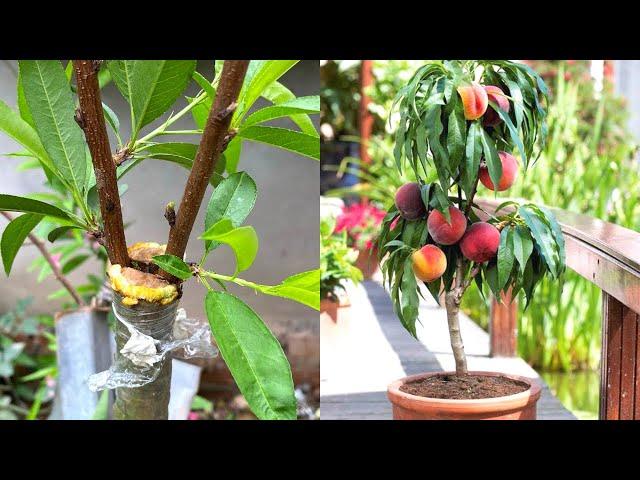 Grafting Fruit Trees | Cách Ghép Đào