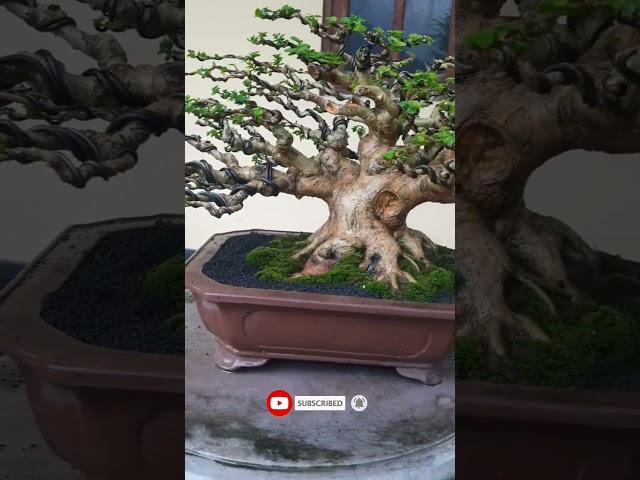 BONSAI SANCANG THE MAX #shorts