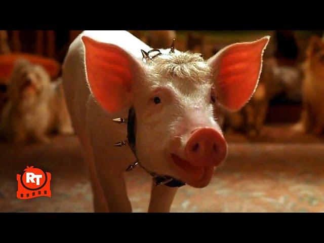 Babe: Pig in the City - The Animals Sing a Birthday Song!