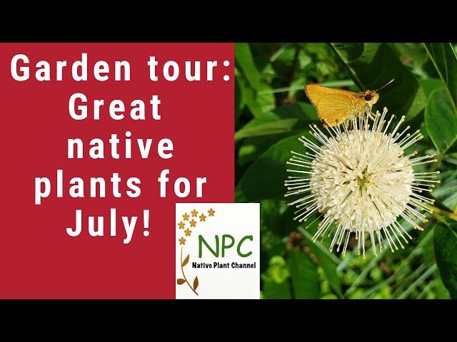 July Garden Tour-Northeast natives that rock your garden!