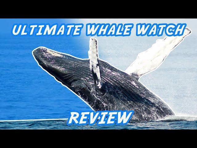 Ultimate Whale Watching Review | Maui Hawaii | The Adventure Buddies