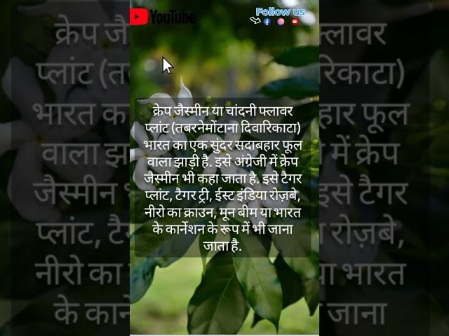 about pinwheel flower ( Chandni ) plant | #chandni #plant #viral #subscribe