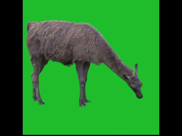 Green screen animation animals || Lamba Green screen videos #greenscreenanimals