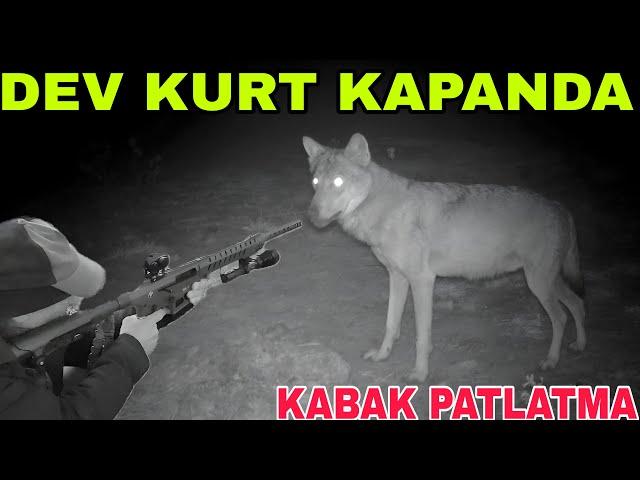 17 KOYUNU Ö*DÜREN KURT BU MU ?ÇAKAL KURT'A MEYDAN OKUYOR~KABAK KAPIŞMASI~KAR YAĞMASSA İYİDİR !!!