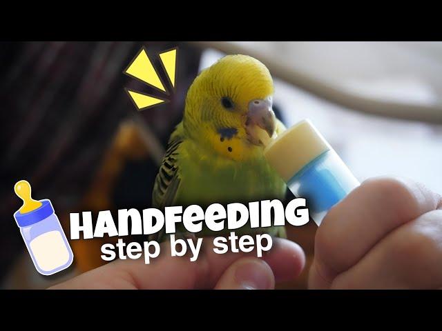 Tips for Handfeeding Baby Budgies