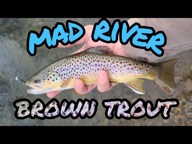 Brown Trout on artificial lures (MAD RIVER OHIO)