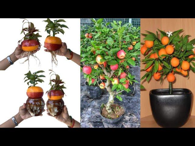 How to grow apples and oranges at the same time