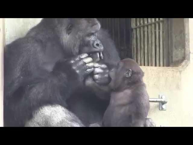 シャバーニとキヨマサ father and the son  gorilla are happy