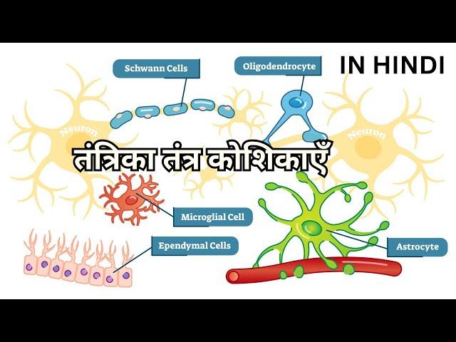 तंत्रिका तंत्र कोशिकाएँ Neuroglia Oligodendrocytes Astrocytes Microglia Ependymal Schwann Satellite