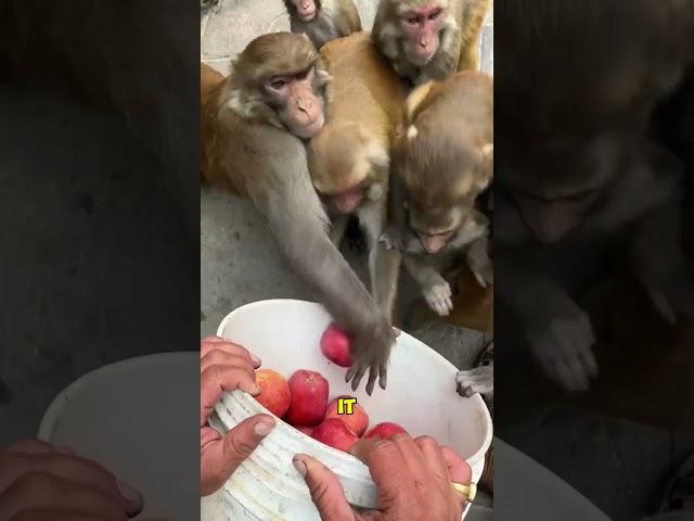 Monkeys Steal a Hard-Earned Apple Harvest!