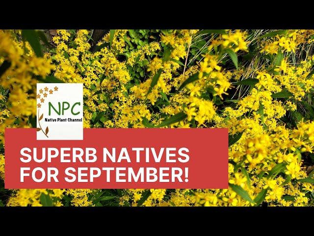 The best native plants for your garden in September!