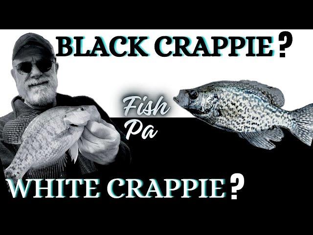 ID the Crappies You Catch: Black Or White?