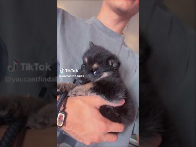 ALEXX #alex #chino #youcantfindalex #tiktok #puppy