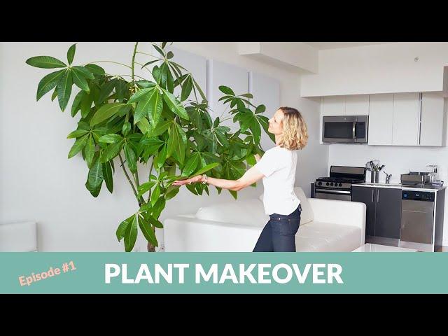 Plant Makeover For Studio Apartment In Astoria, New York - My City Pants