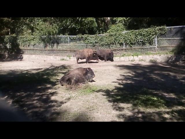 Toronto High park zoo Bison