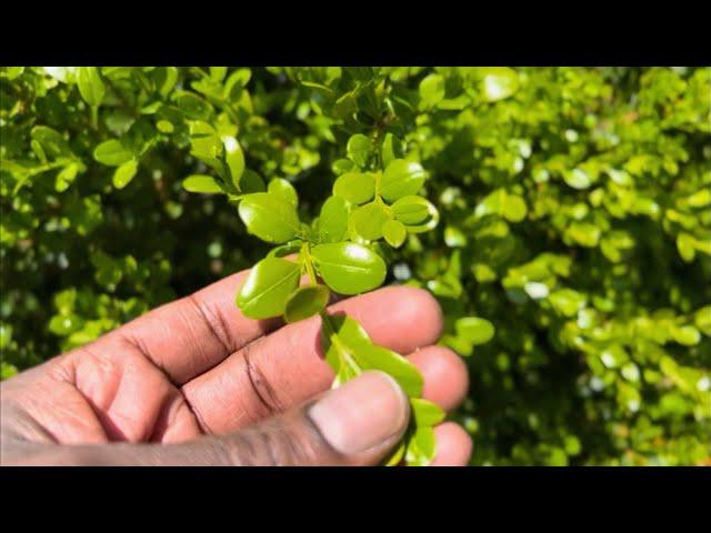 Boxwood Whitefly Treatment
