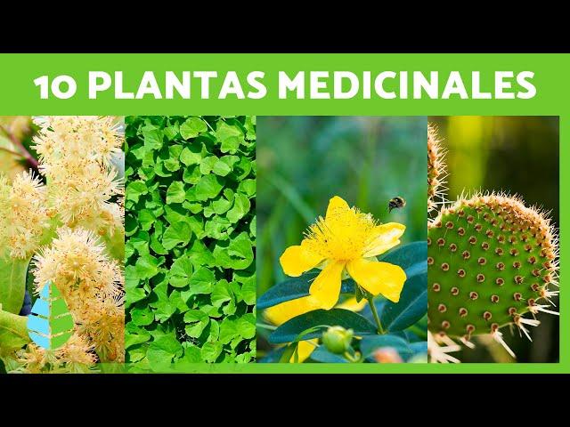 10 PLANTAS MEDICINALES y sus BENEFICIOS para la SALUD 